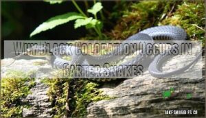 why black coloration occurs in garter snakes