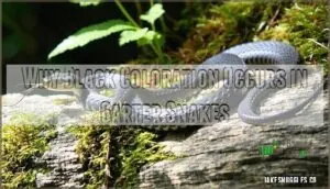 why black coloration occurs in garter snakes why black coloration occurs in garter snakes