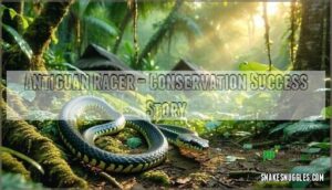 antiguan racer – conservation success story
