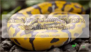 banana ball pythons