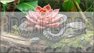 bromeliads