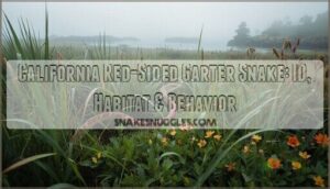 california red sided garter snake california red sided garter snake