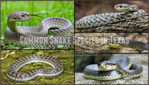 common snake species in texas