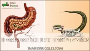 differences from human digestive systems