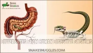 differences from human digestive systems differences from human digestive systems
