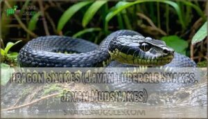 dragon snakes (javan tubercle snakes, javan mudsnakes)
