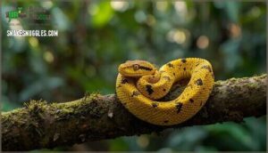 eyelash viper