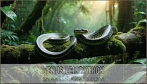 genus leiopython