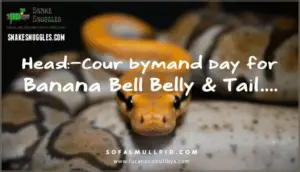 head, belly, and tail traits