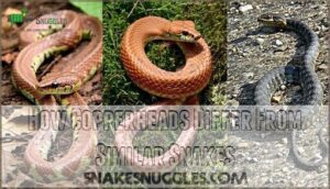 how copperheads differ from similar snakes