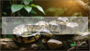 how often do ball pythons poop