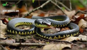 how often do snakes secrete musk