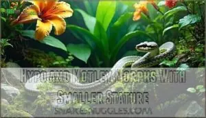 hypo and motley morphs with smaller stature hypo and motley morphs with smaller stature
