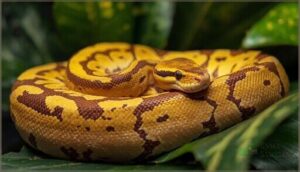 hypo (hypomelanistic) morph characteristics
