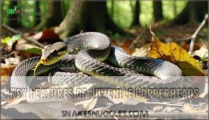 key features of juvenile copperheads