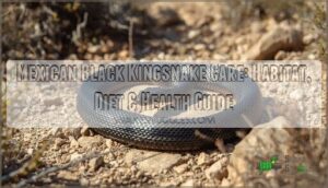 mexican black kingsnake mexican black kingsnake
