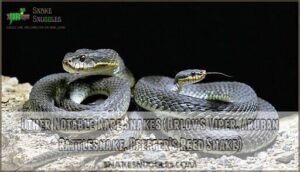 other notable rare snakes (orlov’s viper, aruban rattlesnake, pfeffer’s reed snake)
