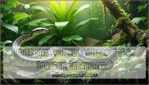 other small-sized boa morphs (e.g., sonoran, tarahumara)