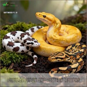 popular color and pattern morphs