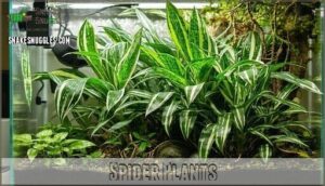 spider plants
