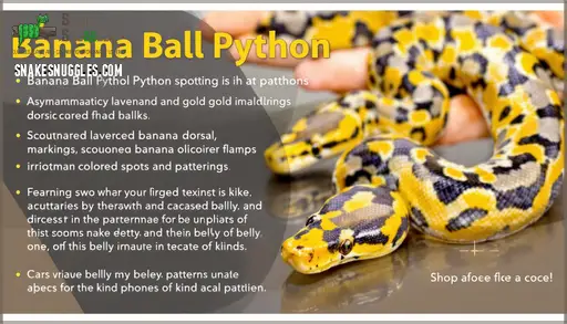 Banana Ball Pythons: Appearance, Genetics, Morphs, Breeding, and Care