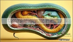 stages of digestion in snakes stages of digestion in snakes