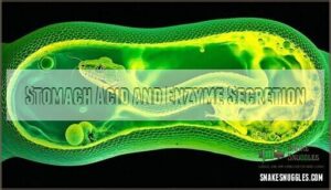 stomach acid and enzyme secretion