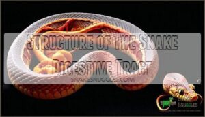 structure of the snake digestive tract