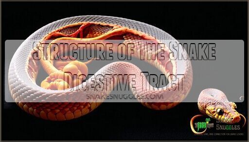 Understanding Snake Digestion: Anatomy, Process & Efficiency