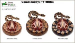 the pressure exerted by different python species