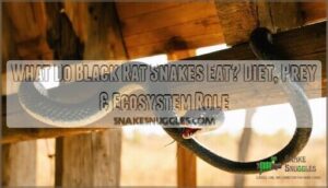 what do black rat snakes eat