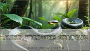 whitelip pythons (genus bothrochilus)
