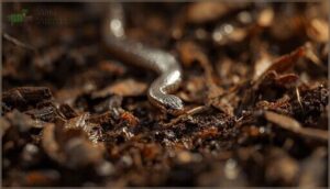 brahminy blind snake