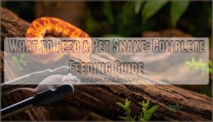 what to feed a pet snake