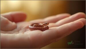 are baby corn snakes likely to bite are baby corn snakes likely to bite