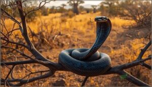 black mamba behavior and habitat black mamba behavior and habitat