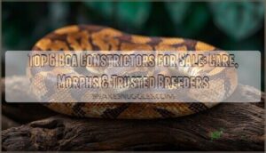 boa constrictor for sale boa constrictor for sale