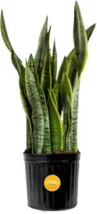 Costa Farms Snake Plant, Live B08547758V