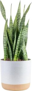 Costa Farms Snake Plant, Mother in Law's B07FMH9LHD