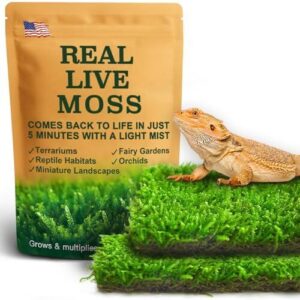 Live Moss for Reptiles B0DG7TTL9Y