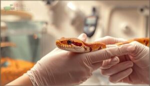 maintaining corn snake health maintaining corn snake health