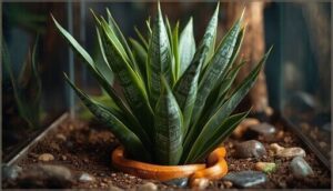 snake plant (sansevieria) snake plant (sansevieria)
