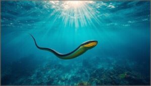 yellow-bellied sea snake: wide distribution yellow-bellied sea snake: wide distribution