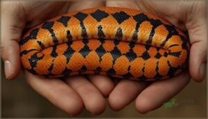 checkerboard belly markings checkerboard belly markings