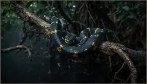 gold-ringed catsnakes gold-ringed catsnakes