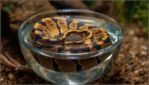 how water bowl size affects snake health how water bowl size affects snake health