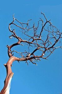 Richland Manzanita Branch Red Bark B077QR9WGP