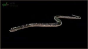 wrinkled and loose skin wrinkled and loose skin