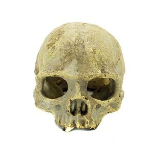 JIHAQUA Aquarium Resin Skull, Reptile B09Q1GYT7N