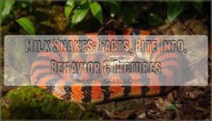 milk snakes facts bite information and pictures